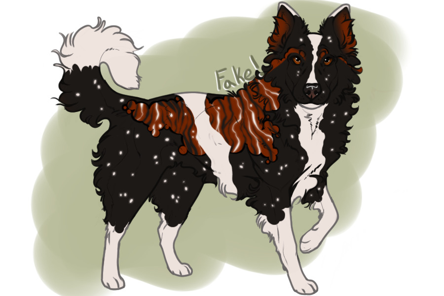 beaumont collie entry #4 - puppy B
