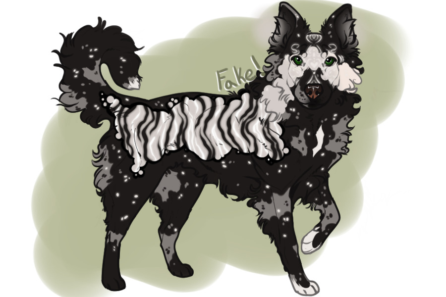 beaumont collie entry #4 - puppy A