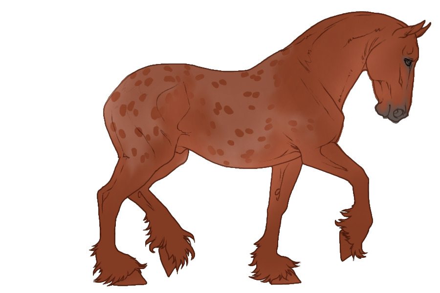 Khimaira Appaloosa