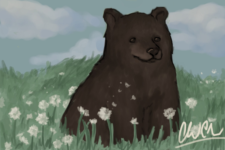 Silly Bear :3