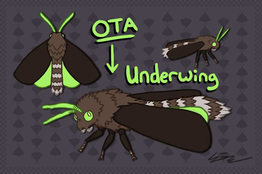 Underwing Moth: Offer to Adopt
