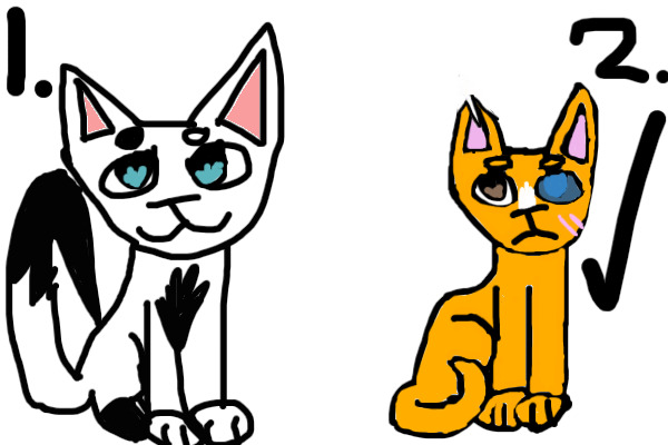 MALE CAT ADOPTS!!!!!!