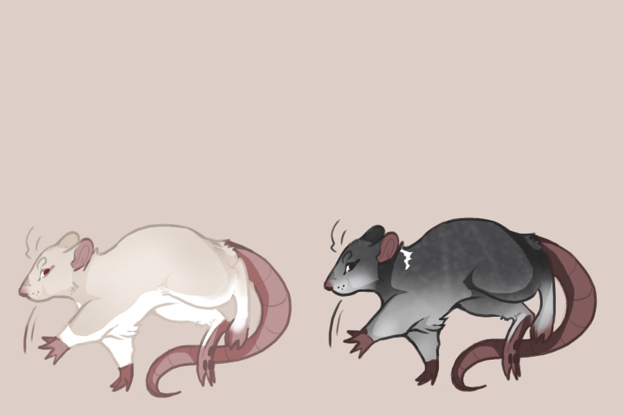 Fancy Rats Batch #2 | blackhoeses