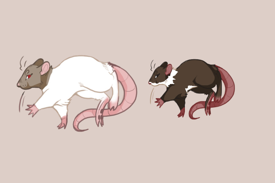 Fancy Rats #4 | Mismatched