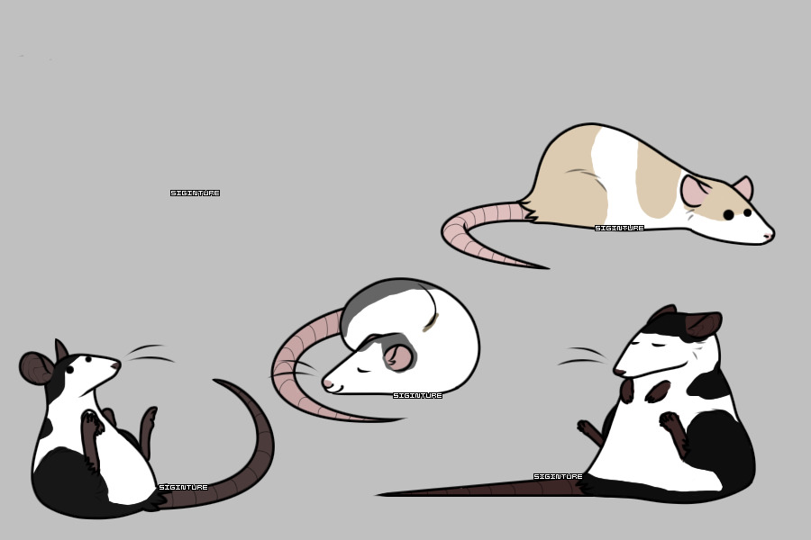 My rats- Zoro and Marseille, Hazelnut and Walnut