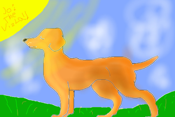 a cute doggeh soaking up the sun :)