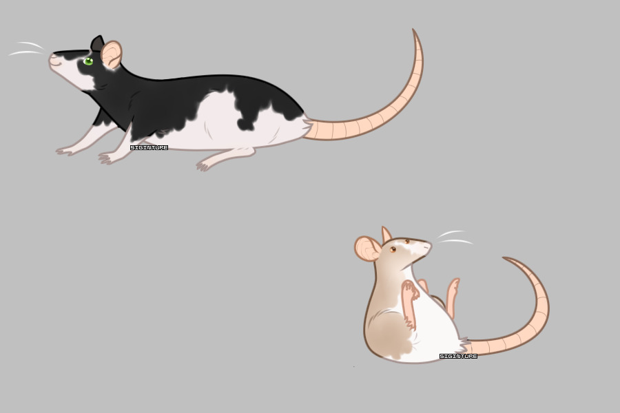 Rats for arcadia.!