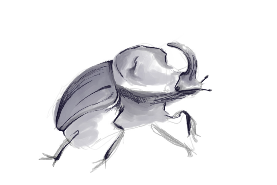 Quick Beetle Sketch!