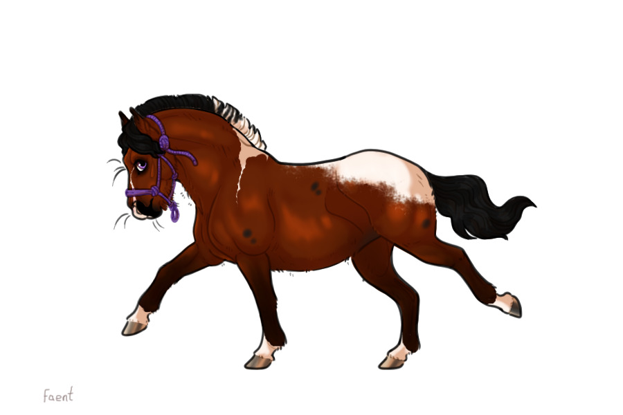 Kelso Shetland Pony #001