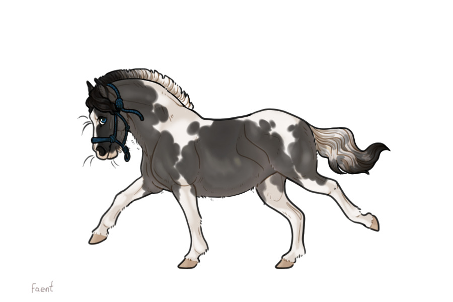Kelso Shetland Pony #003