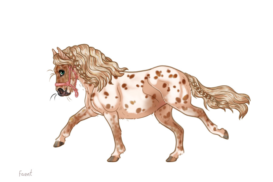 Kelso Shetland Pony #006