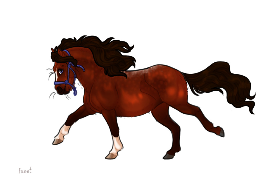 Kelso Shetland Pony #009