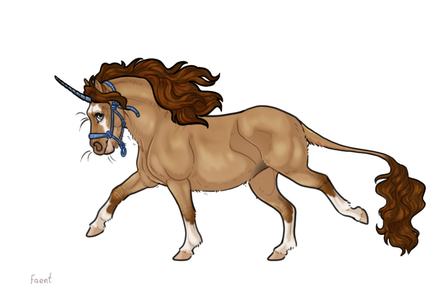 Kelso Shetland Pony #010