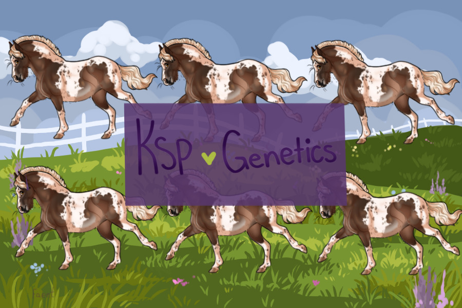 Kelso Shetland Ponies | Genetics