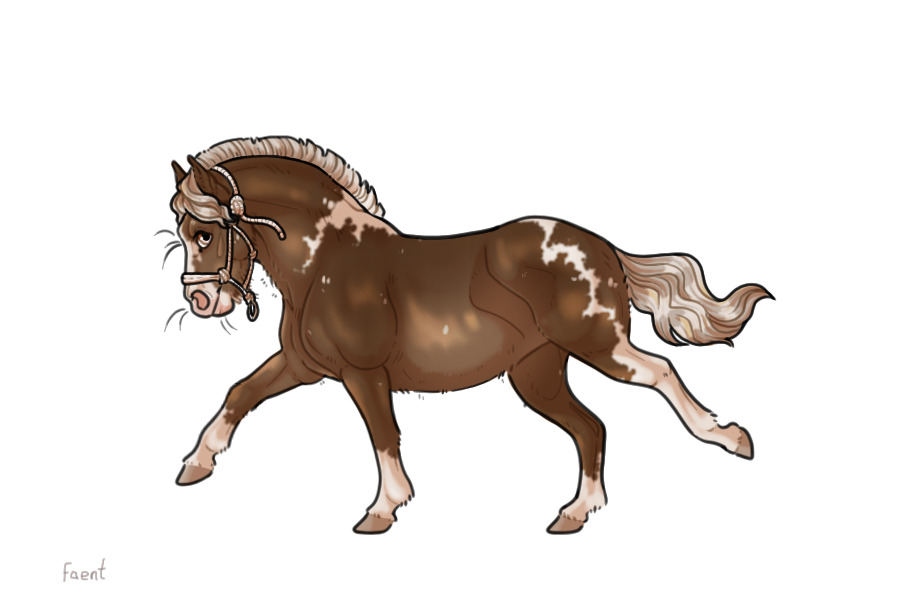 Kelso Shetland Pony #013