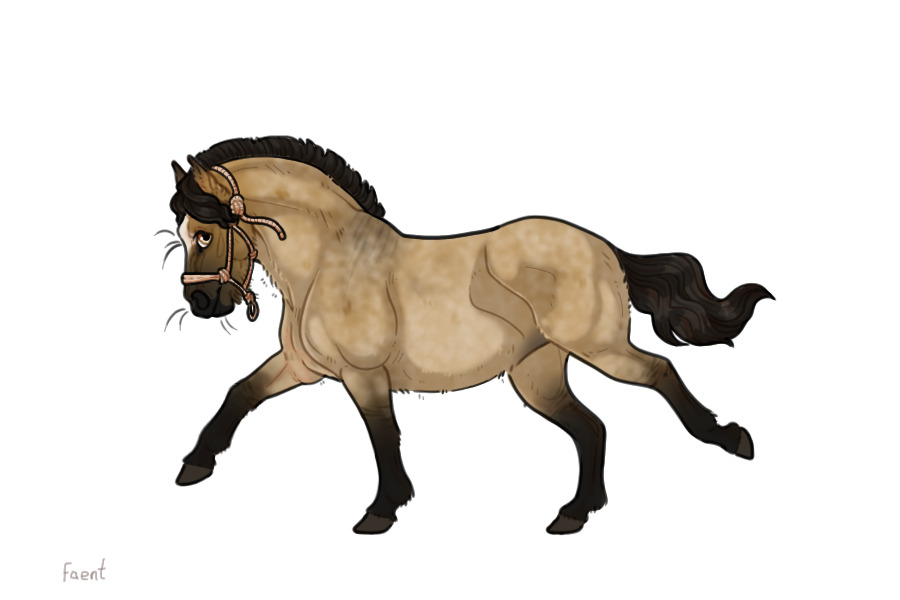 Kelso Shetland Pony #014