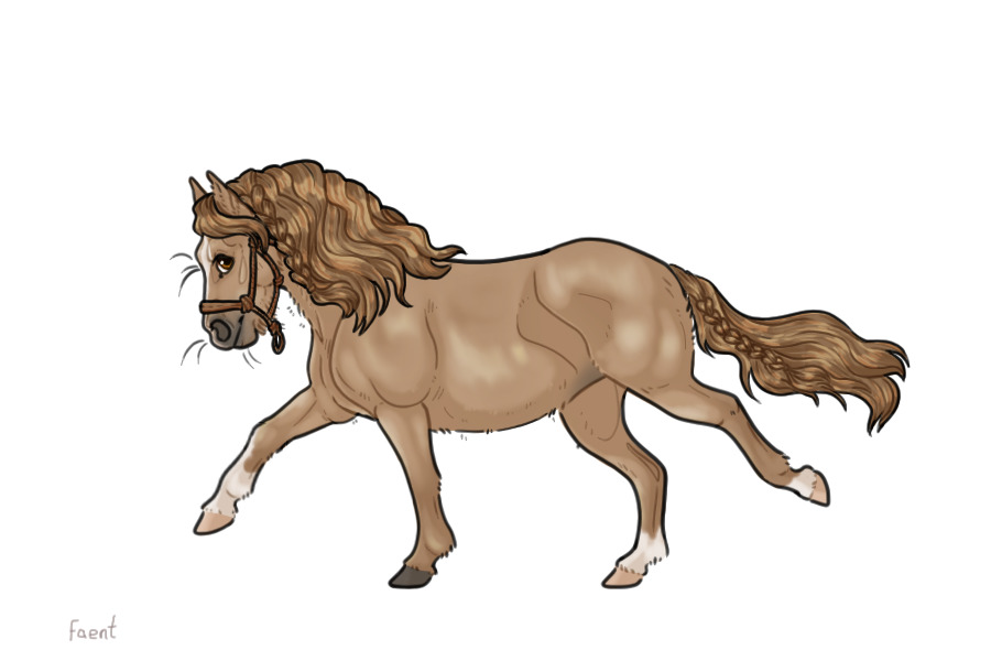 Kelso Shetland Pony #016