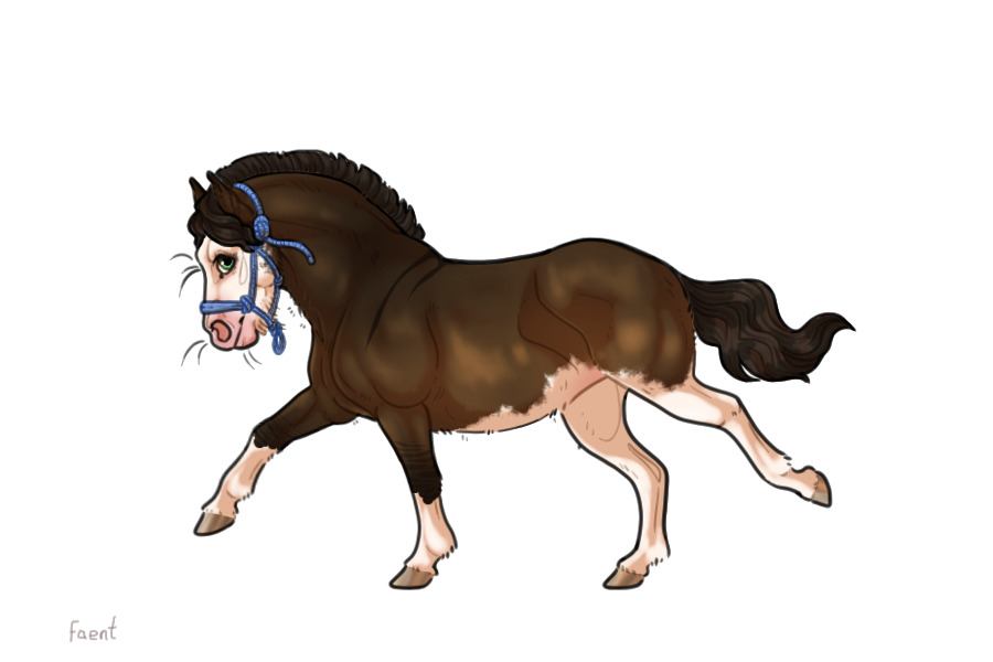 Kelso Shetland Pony #017