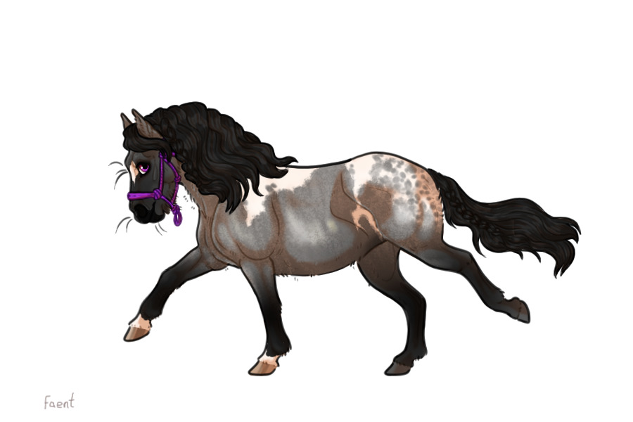 Kelso Shetland Pony #019