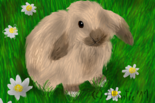 bunny