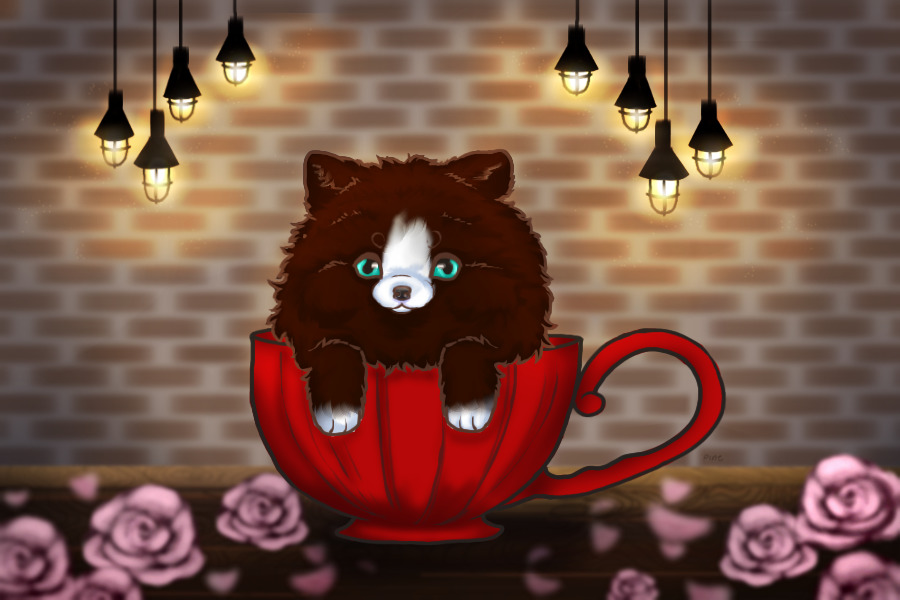 Teacup Pom