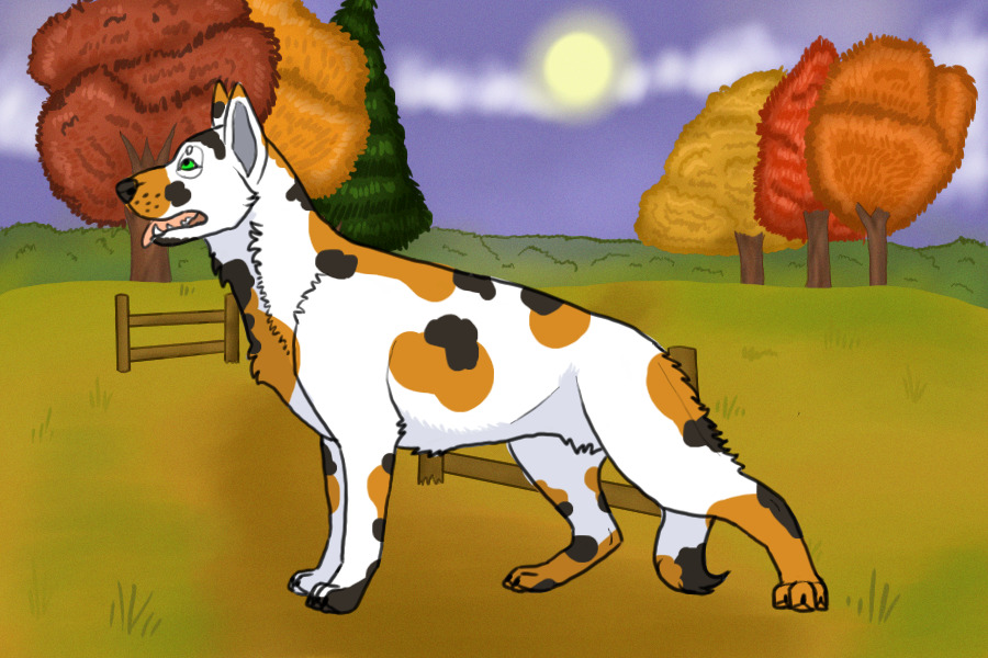 like a calico shep