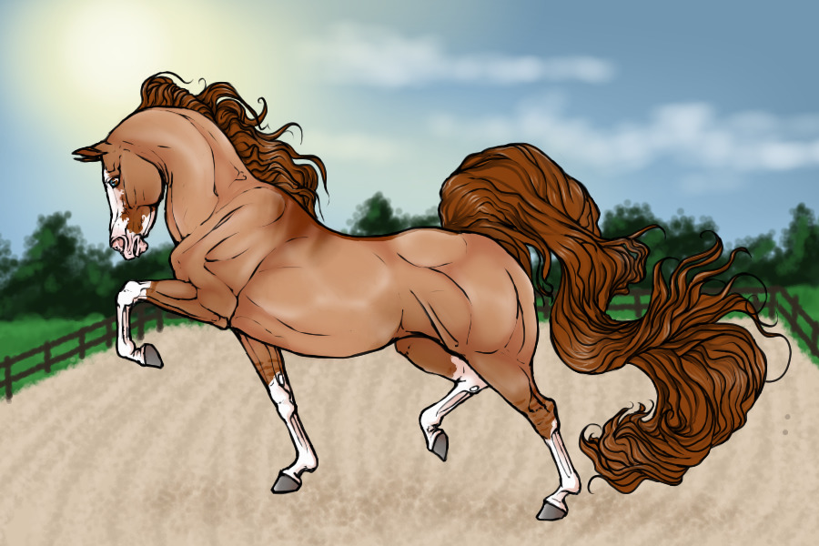 Red Dun Sabino Stallion