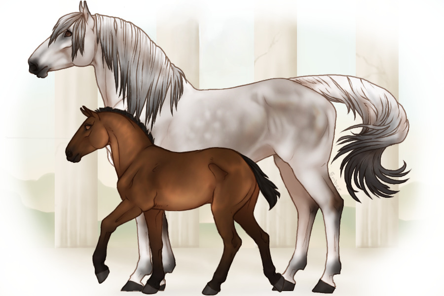 Nord Cavalls - Sold