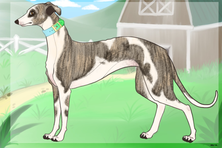 Northern English Greyhound #002 - Winner!