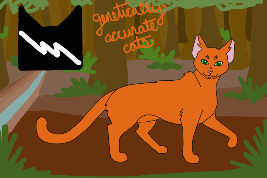 Warrior Cat Coat Colors