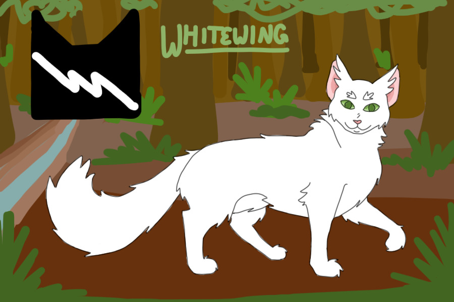 #11 - Whitewing