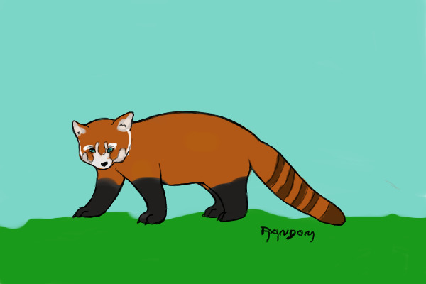 Red Panda Drawing Colored