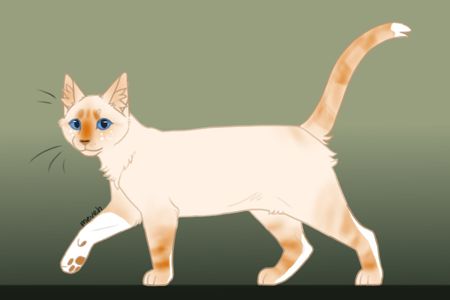 Cat adopt