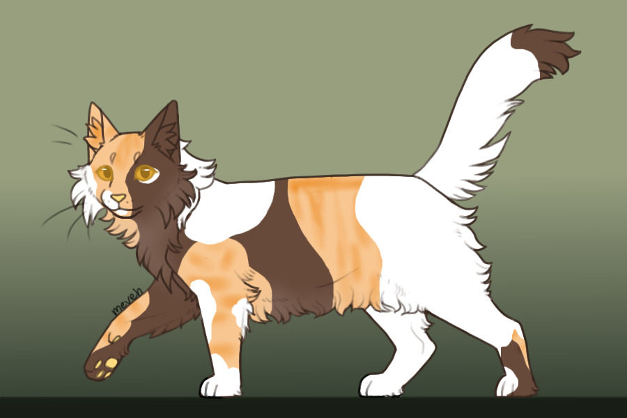 Cat adopt
