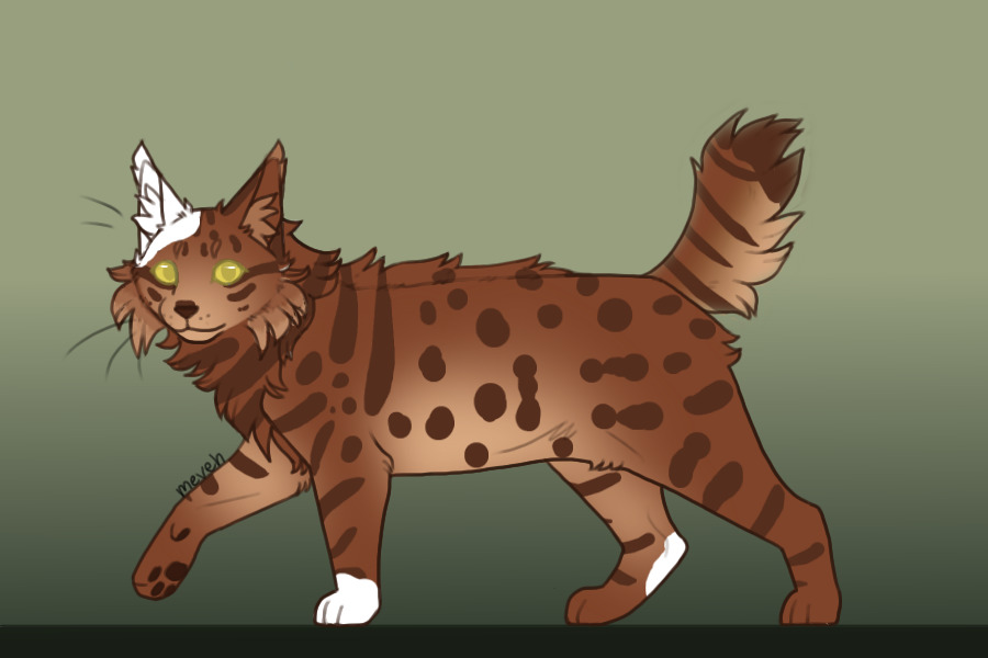 Cat adopt