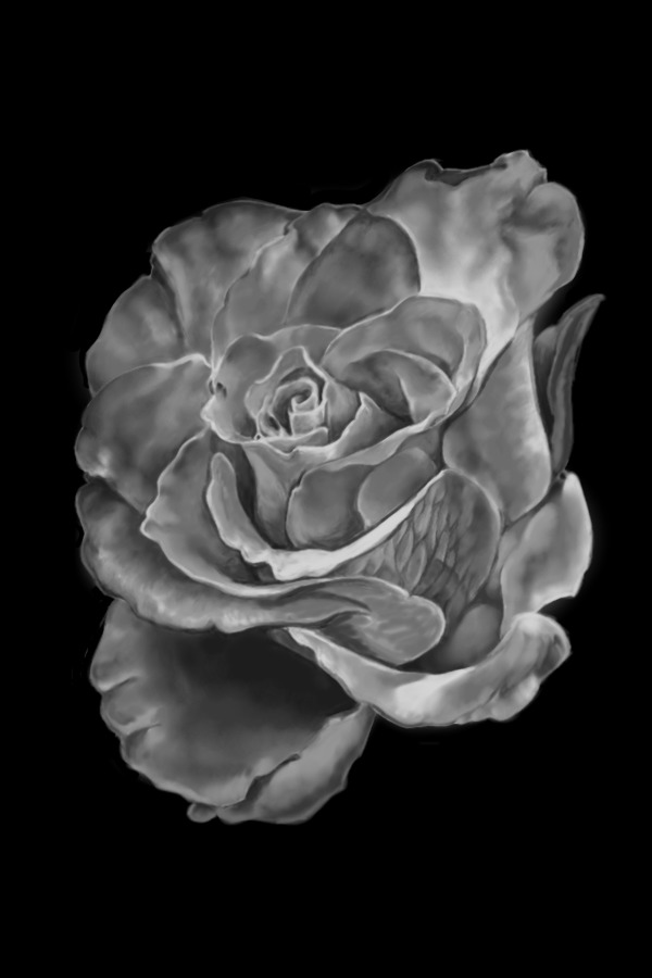 Grey Rose