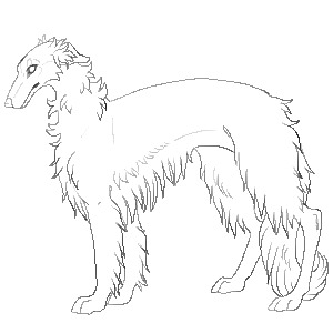 Borzoi transparent