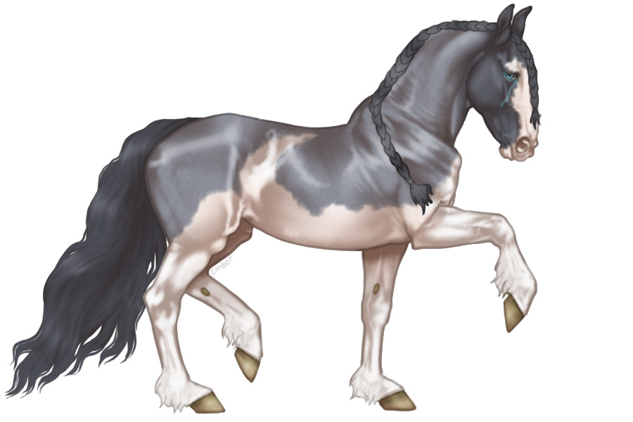 Roseto Capo Warmblood #534