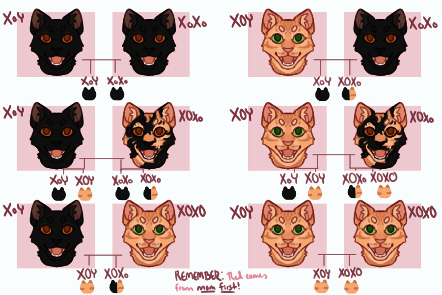 Color Guide: Sex-Linked Red Inheritance