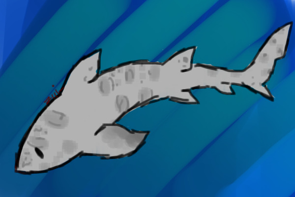 Shark adopts :Leopard Shark