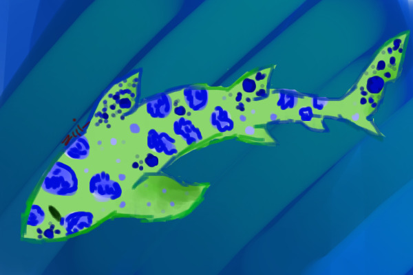 OTA leopard shark!