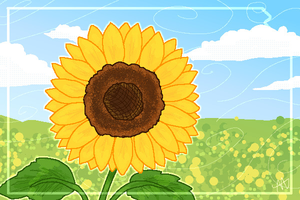 A Sunflower