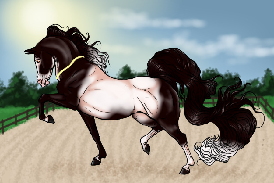 #00096 Black Chestnut Tobiano With Swan Neck