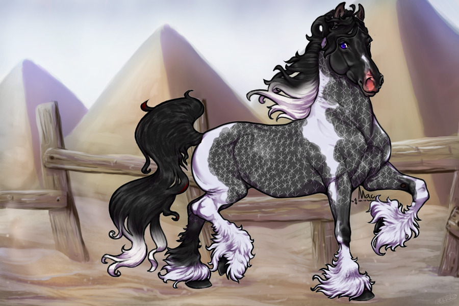 #0003 Snowflake Dappled Grey Tobiano