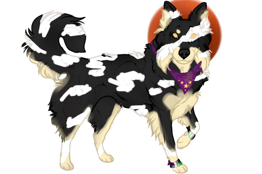 Beaumont Collie MYO #87