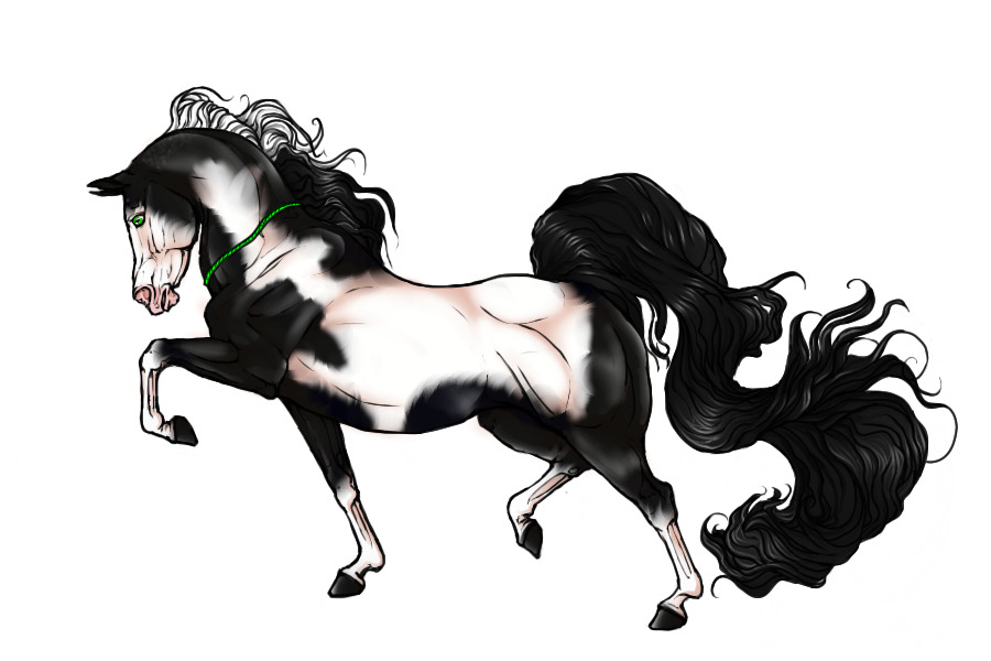 #0041 Black Pinto With Blaze And Stockings