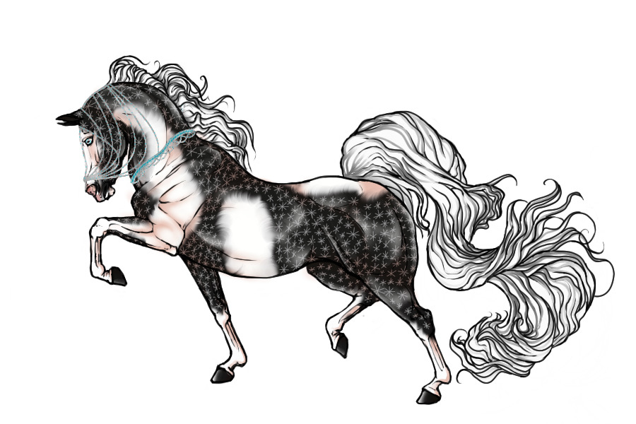 #0055 Snowflake Dappled grey Tobianao With Blaze