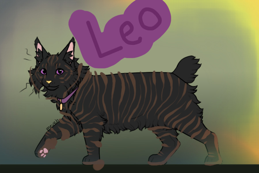 !Cat up for adoption!