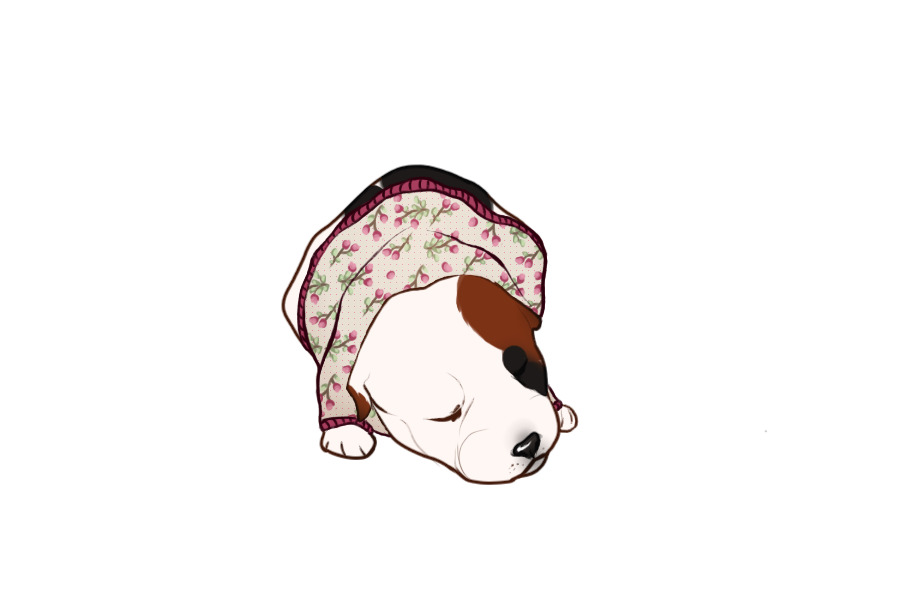 Beaumont Collie Litter #1304 - Puppy A