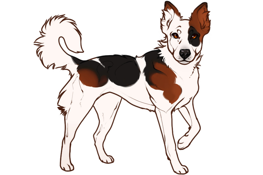 Beaumont Collie Litter #1304 - Puppy A